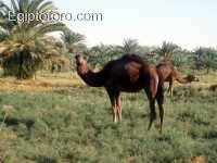 camello_oasis.jpg